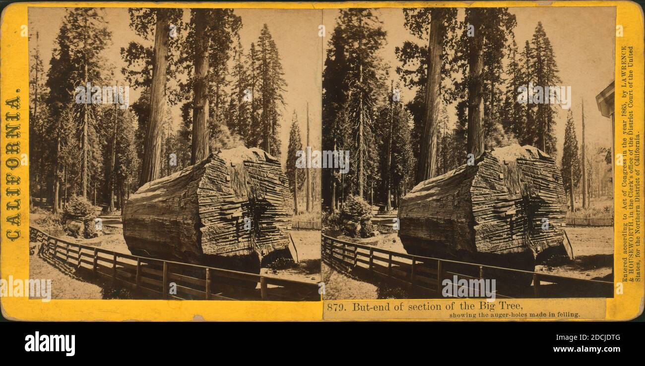 But-end section of the Big Tree, showing the auger-holes made in felling., still image, Stereographs Stock Photo