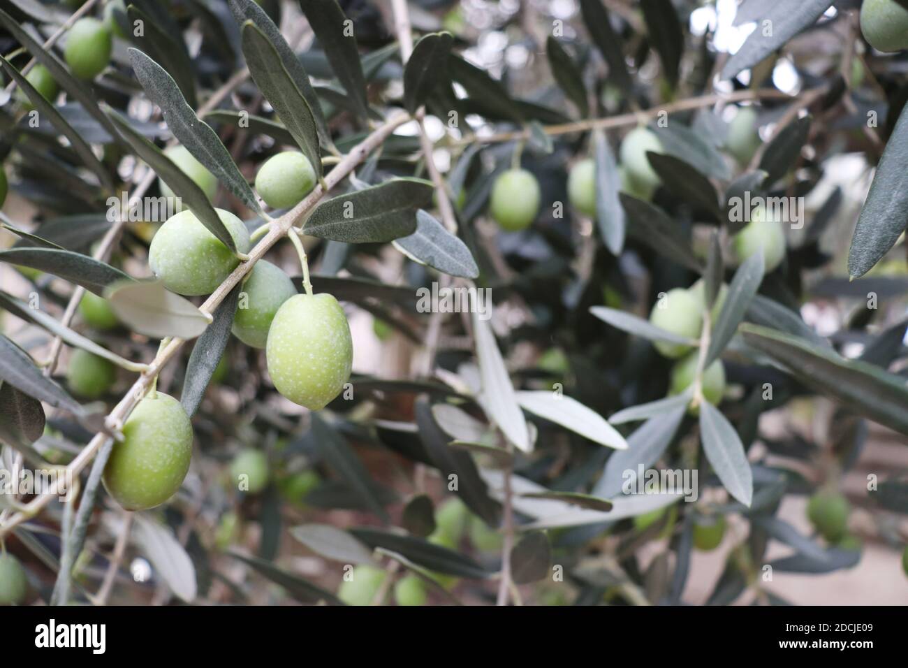 Olives in my garden Stock Photo