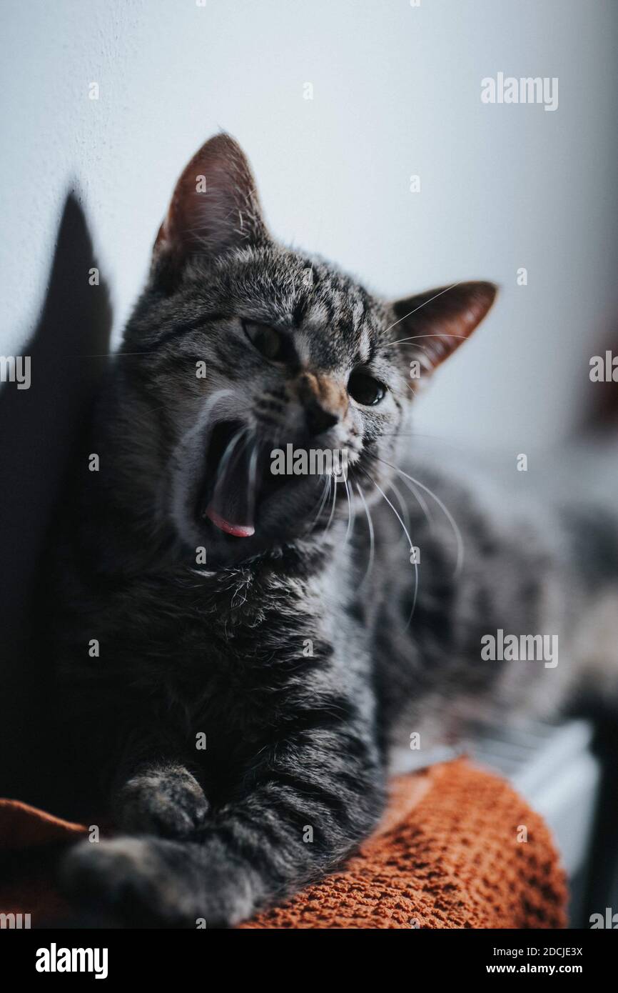 Closeup of a tabby cat looking back with an angry face Stock Photo by  wirestock