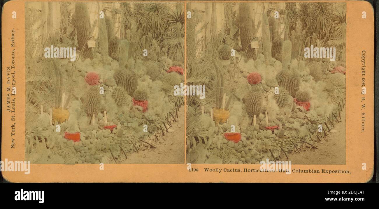 Woolly cactus, Horticultural Hall, Columbian Exposition., still image, Stereographs, 1893, Kilburn, B. W. (Benjamin West) (1827-1909 Stock Photo