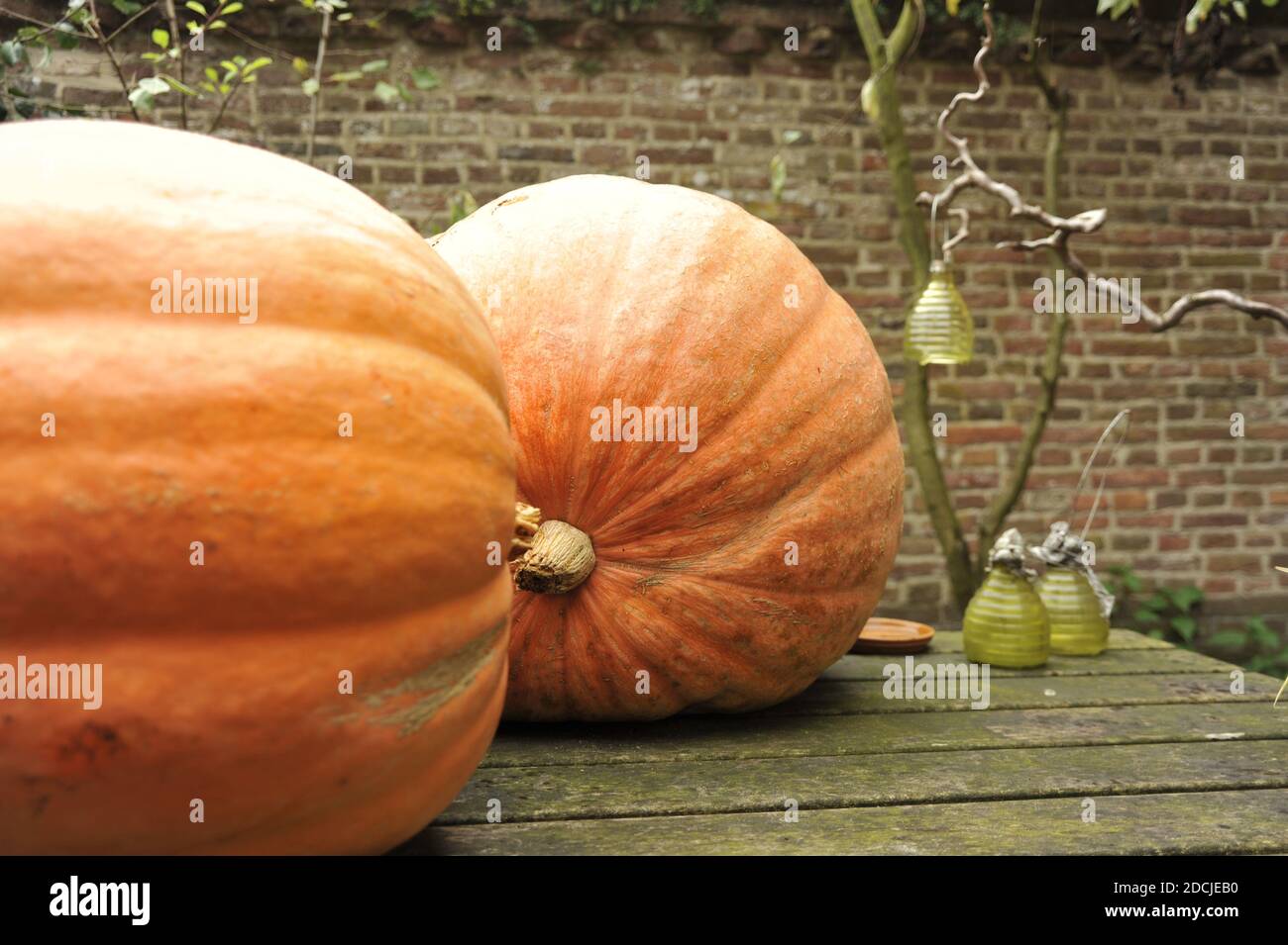 A closeup shot of pumpkins outdoors Stock Photo - Alamy