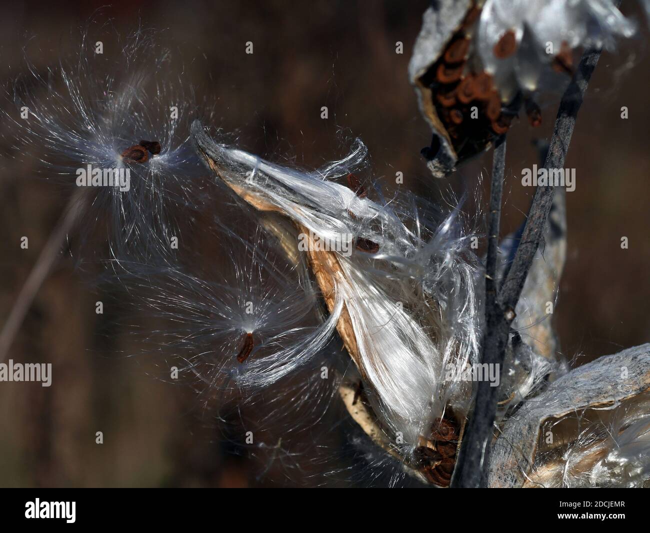 Can't get enough! Milkweed (Asclepias syriaca) seed pods opening up and spilling their seeds in autumn in Wakefield, Quebec, Canada. Stock Photo