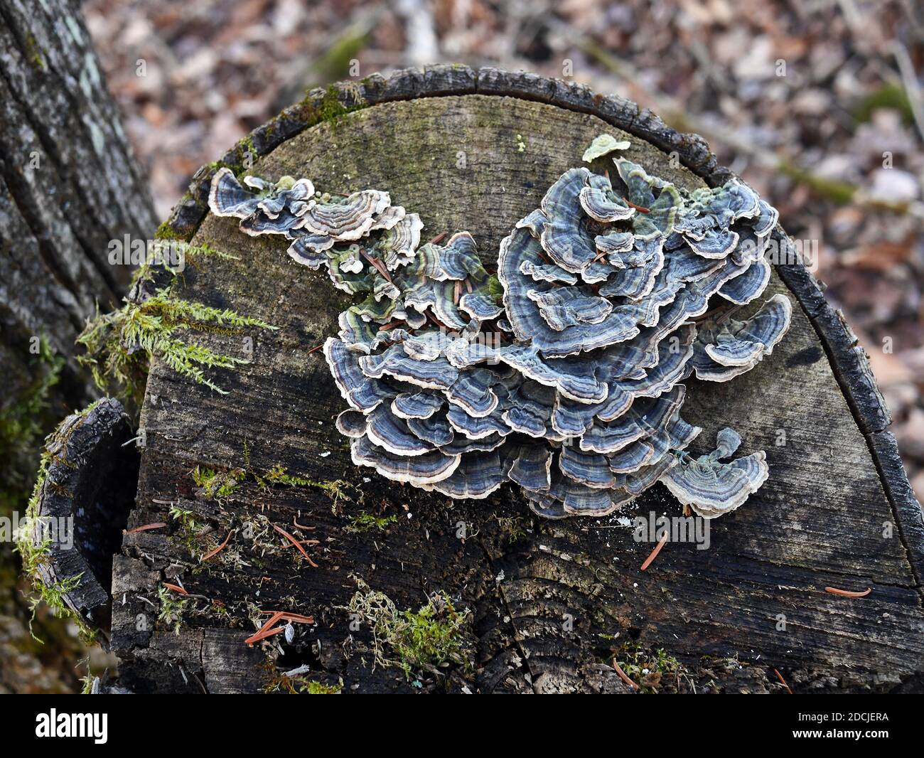 Turkeytail (Trametes versicolor) fading to grey and white stripes, late autumn on a tree stump in a Quebec forest, Wakefield, Canada. Stock Photo