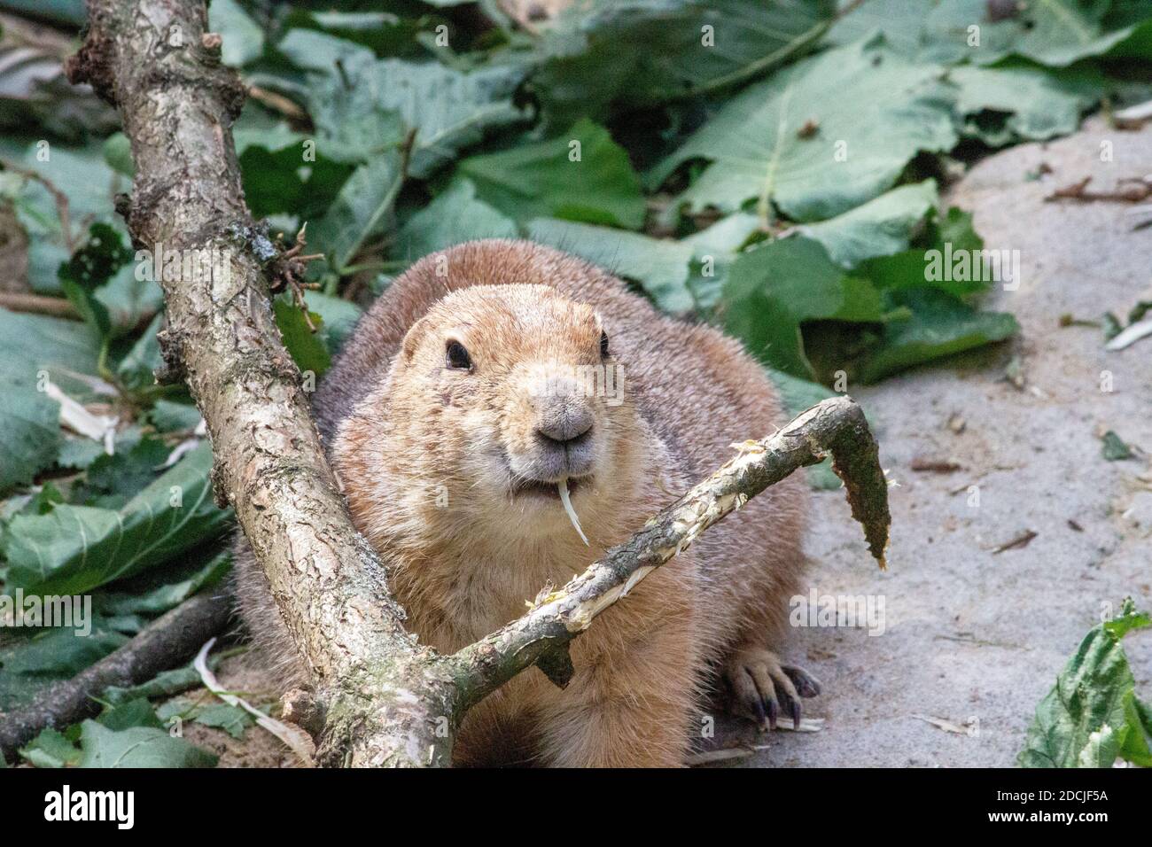 Image of a black-tailed prairie dog observing its surroundings, Cynomys ludovicianus Stock Photo