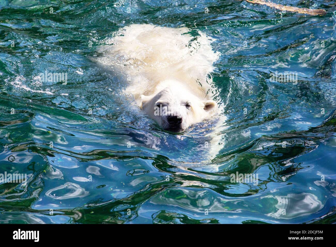 Front view of a young polar bear while swimming, scientific name Ursus maritimus Stock Photo