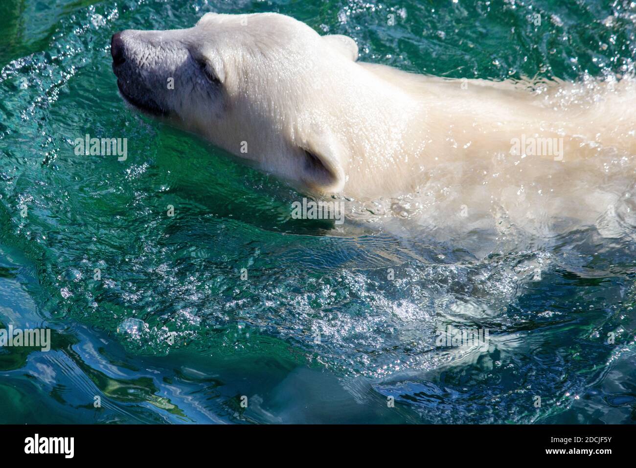 Side view of a young polar bear swimming, scientific name Ursus maritimus Stock Photo