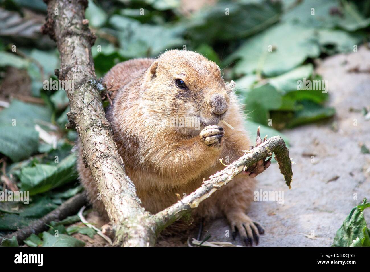 Front view of a black-tailed prairie dog eating a branch, Cynomys ludovicianus Stock Photo