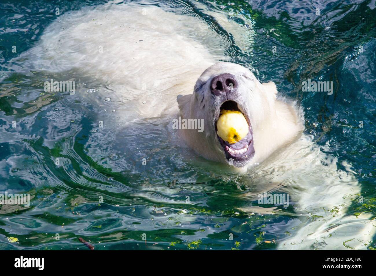 Image of a young polar bear with an apple in its mouth, scientific name Ursus maritimus Stock Photo