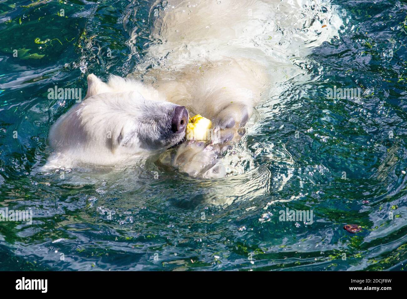 View of a young polar bear eating an apple, scientific name Ursus maritimus Stock Photo