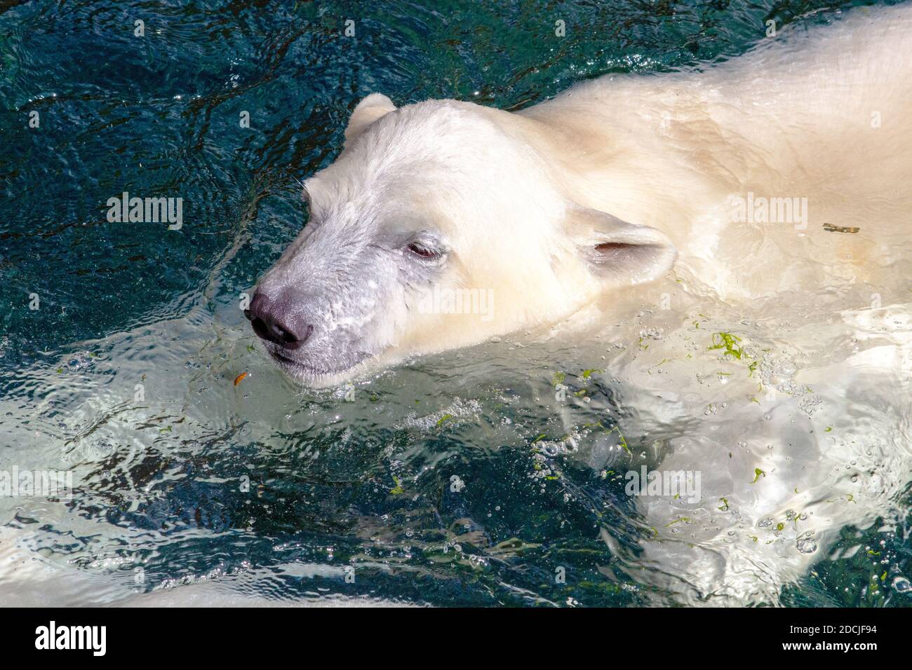 Picture of a young polar bear while swimming, scientific name Ursus maritimus Stock Photo