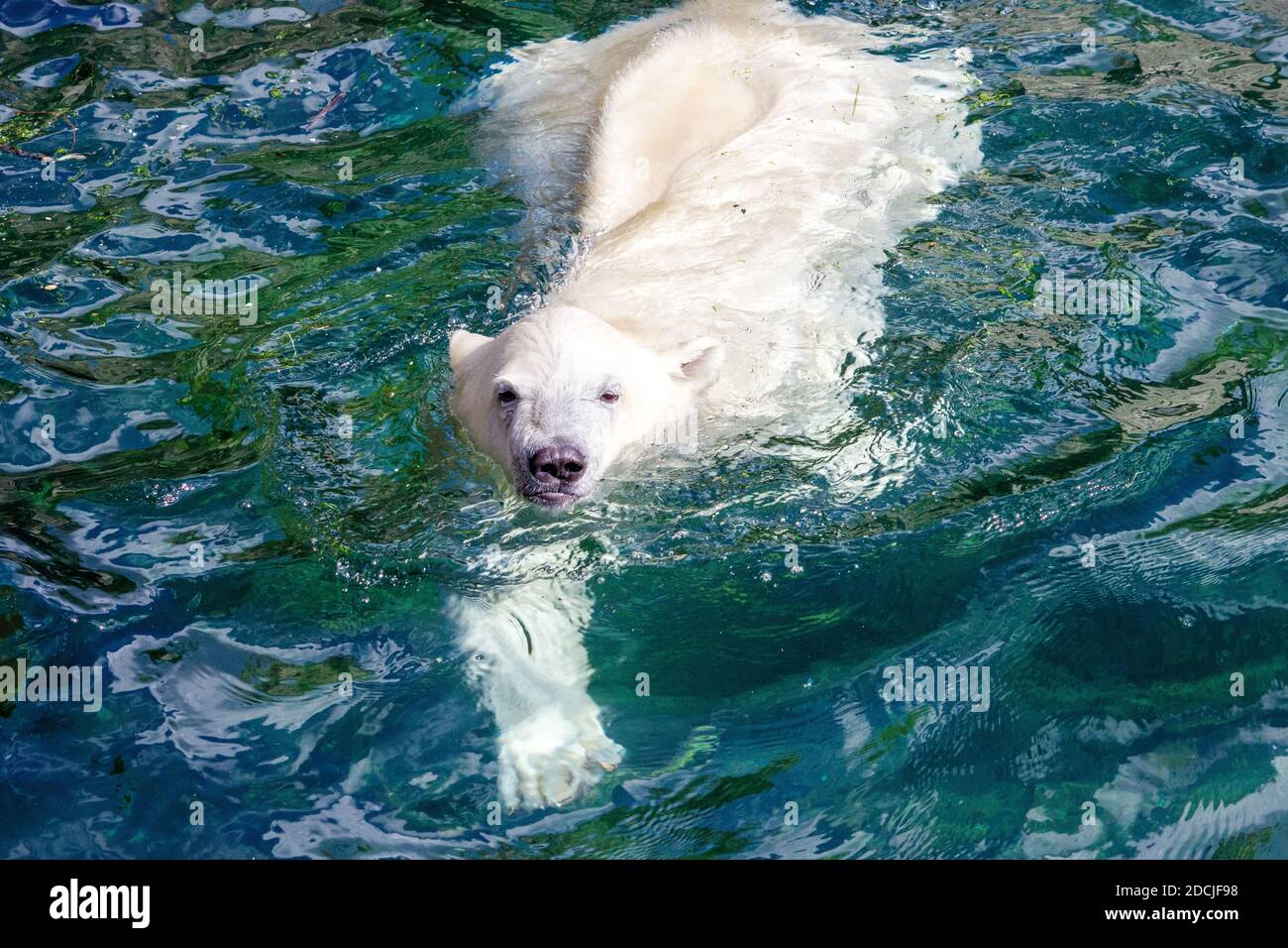View of a young polar bear while swimming, scientific name Ursus maritimus Stock Photo