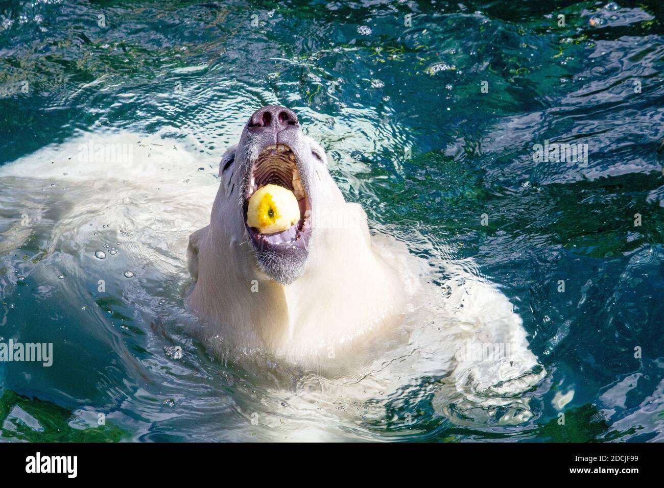 Picture of a young polar bear with an apple in its mouth, scientific name Ursus maritimus Stock Photo