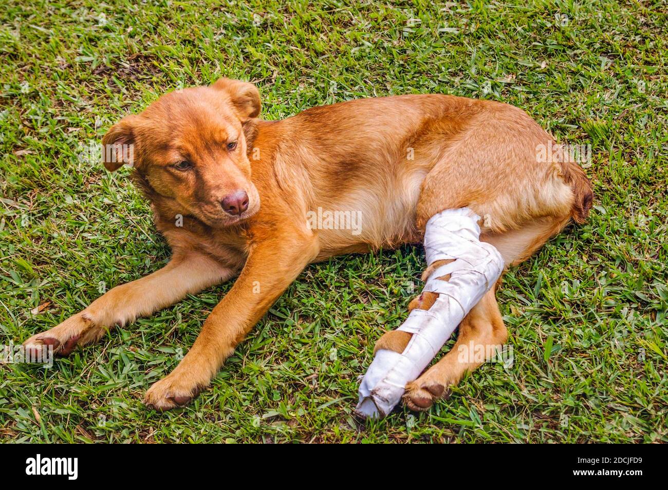 dog-with-broken-leg-stock-photo-alamy