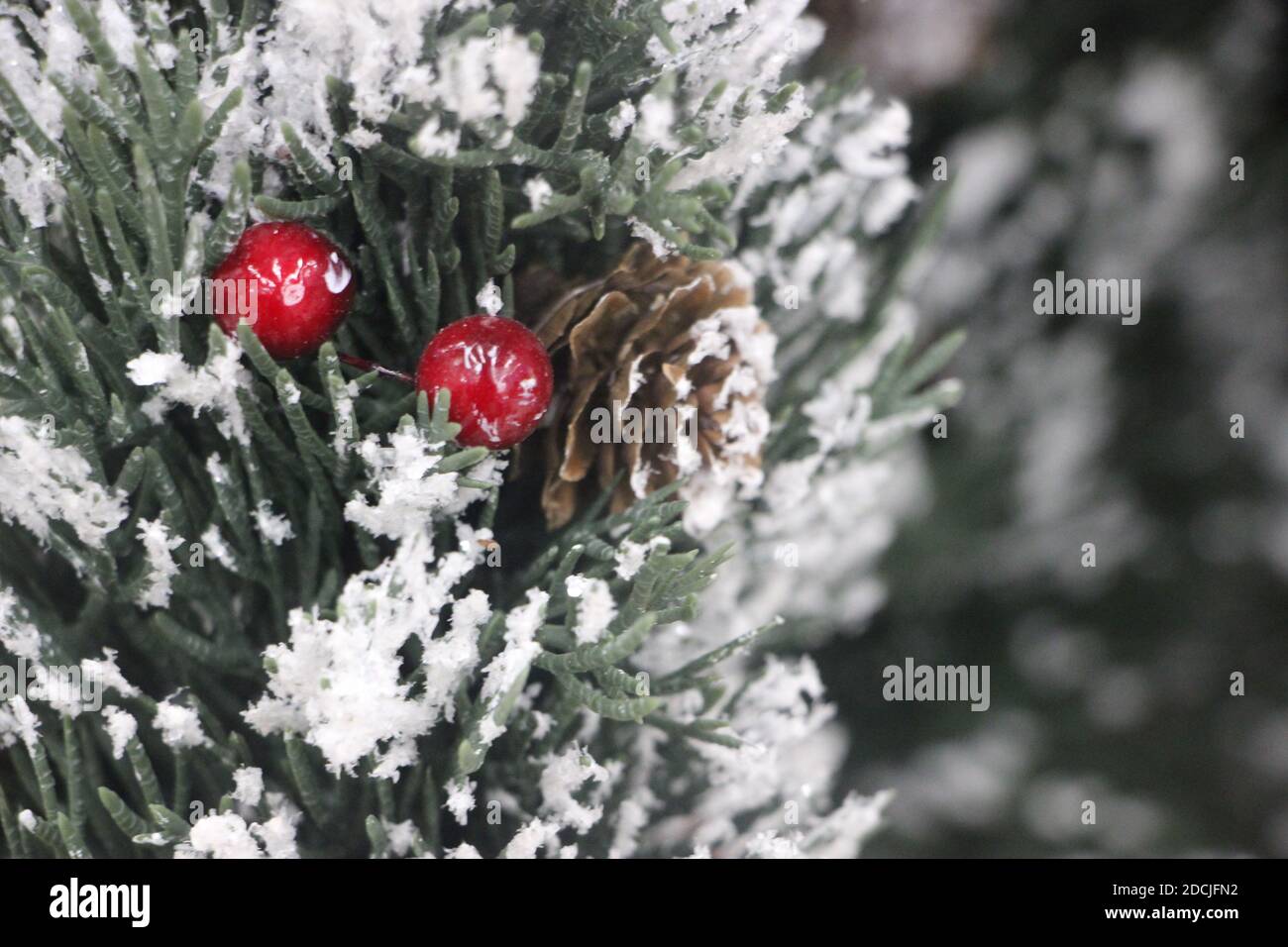 Christmas card with snowy fir and red berries Stock Photo - Alamy