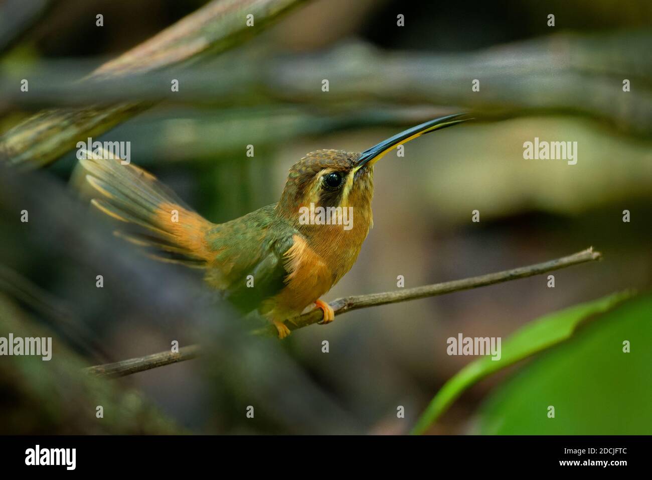Stripe-throated hermit (Phaethornis striigularis) species of hummingbird from Central America and South America, fairly common small bird nesting in t Stock Photo