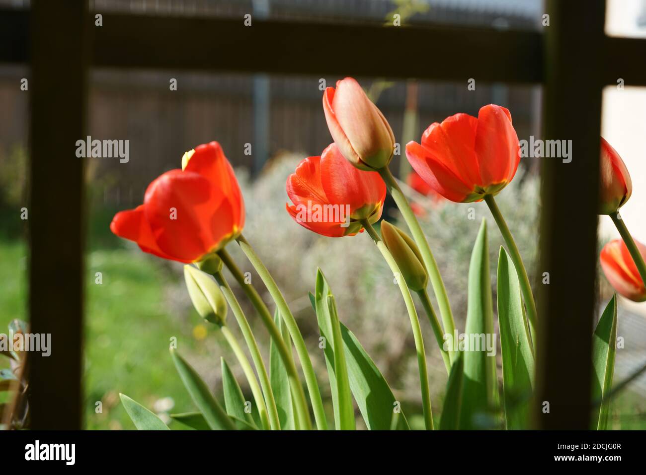 A closeup shot of beautiful Tulips Stock Photo - Alamy