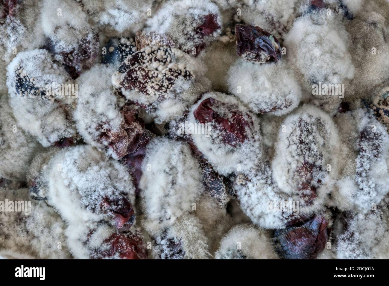 Close up of a bowl of plums that have rotted and are covered with white mould. Stock Photo
