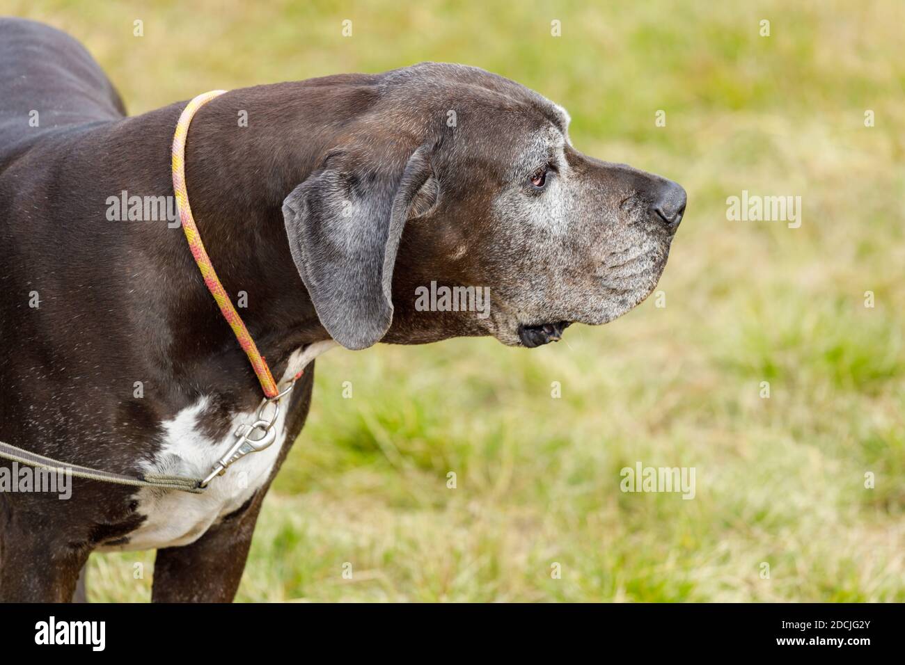 Great Dane with hanging ears on a leash outdoors Stock Photo