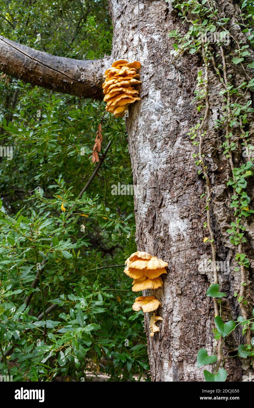 Yellow golden mushrooms (Laetiporus sulphureus, Polyporus sulphureus) growing on tree trunk Stock Photo