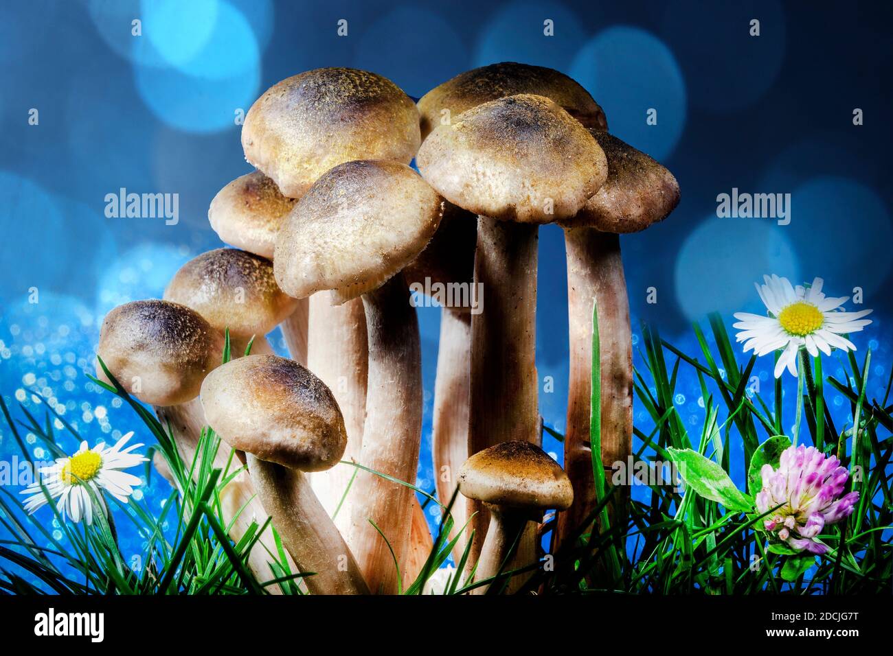 Fantasy Photo of Sheathed Wood Tuft Mushrooms Detail on Meadow With Grass And Flowers on Gradient Bokeh Background Stock Photo
