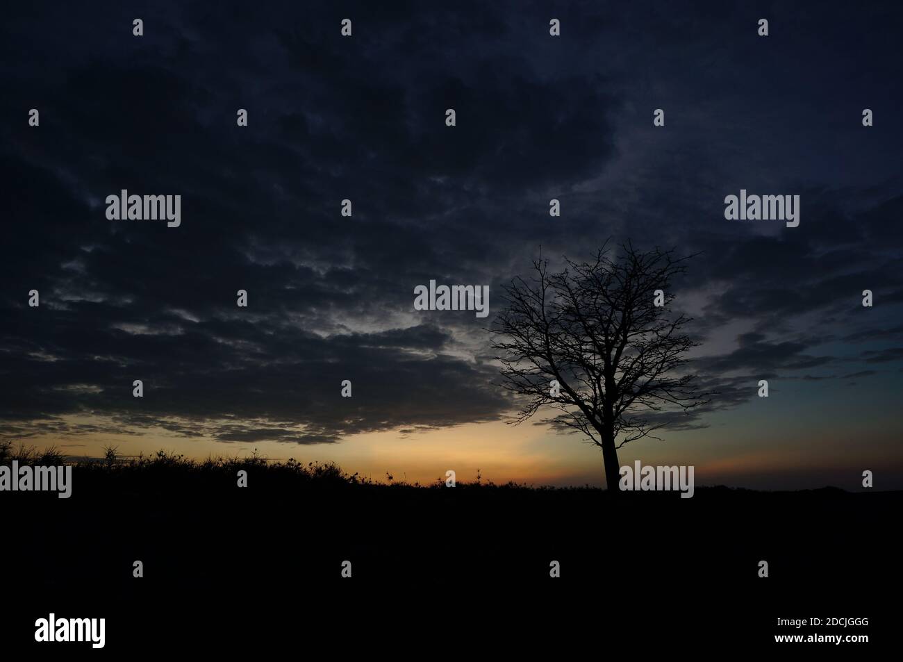silhouette of a tree at a beautiful sunrise or sunset Stock Photo - Alamy
