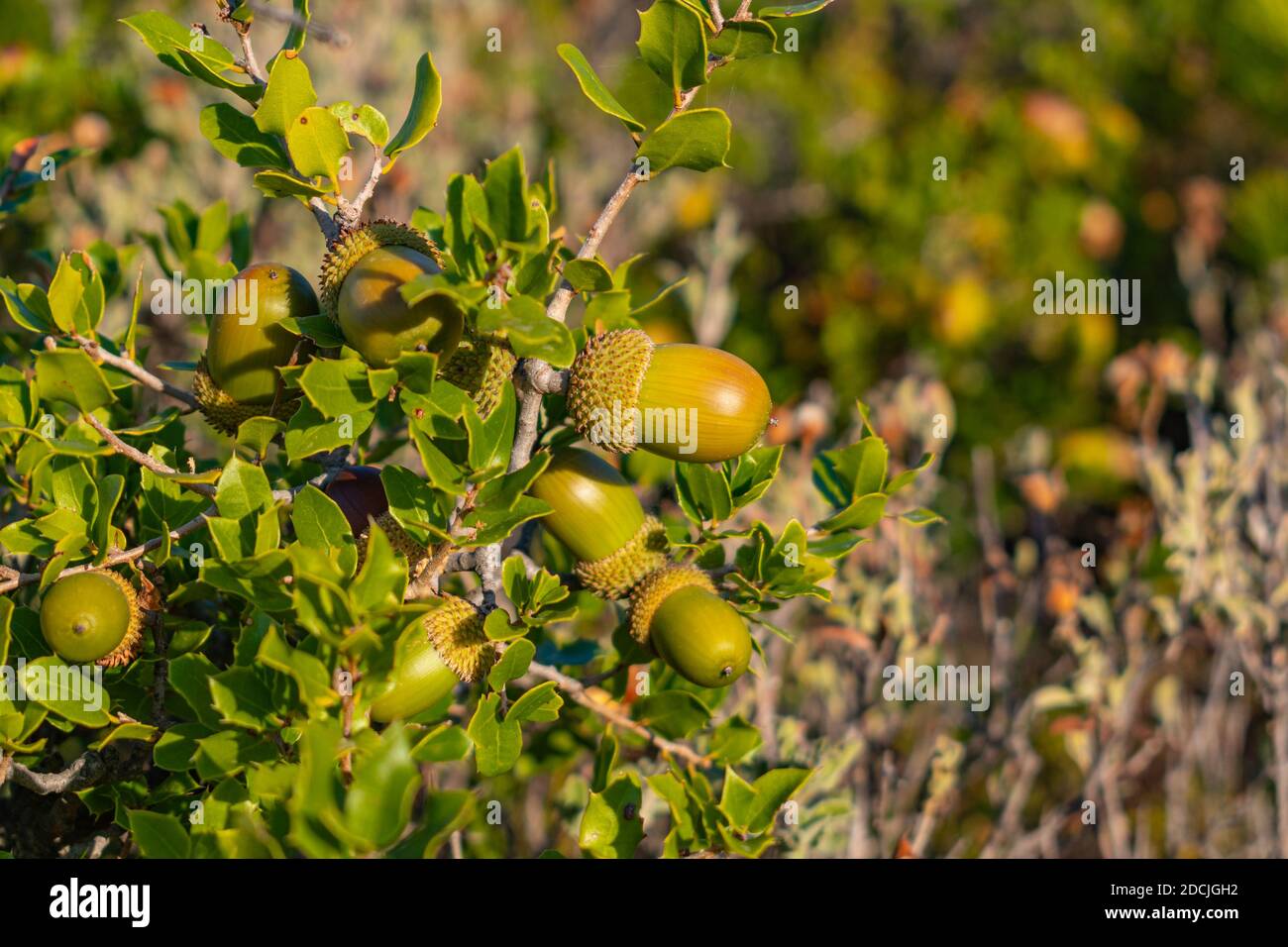 Kermes oak (Quercus coccifera) acorns close up Stock Photo - Alamy