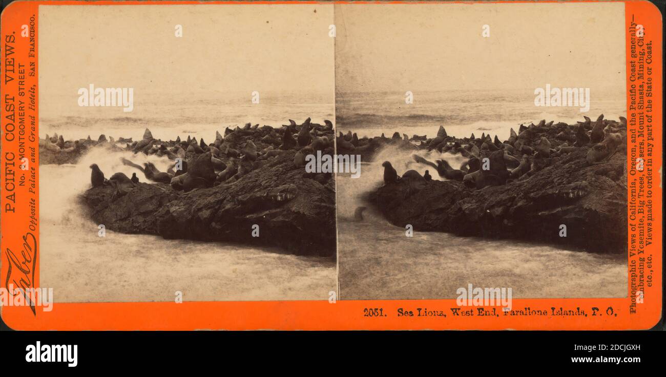 Sea Lions, West End, Farallon Islands, P.O., still image, Stereographs, 1850 - 1930 Stock Photo