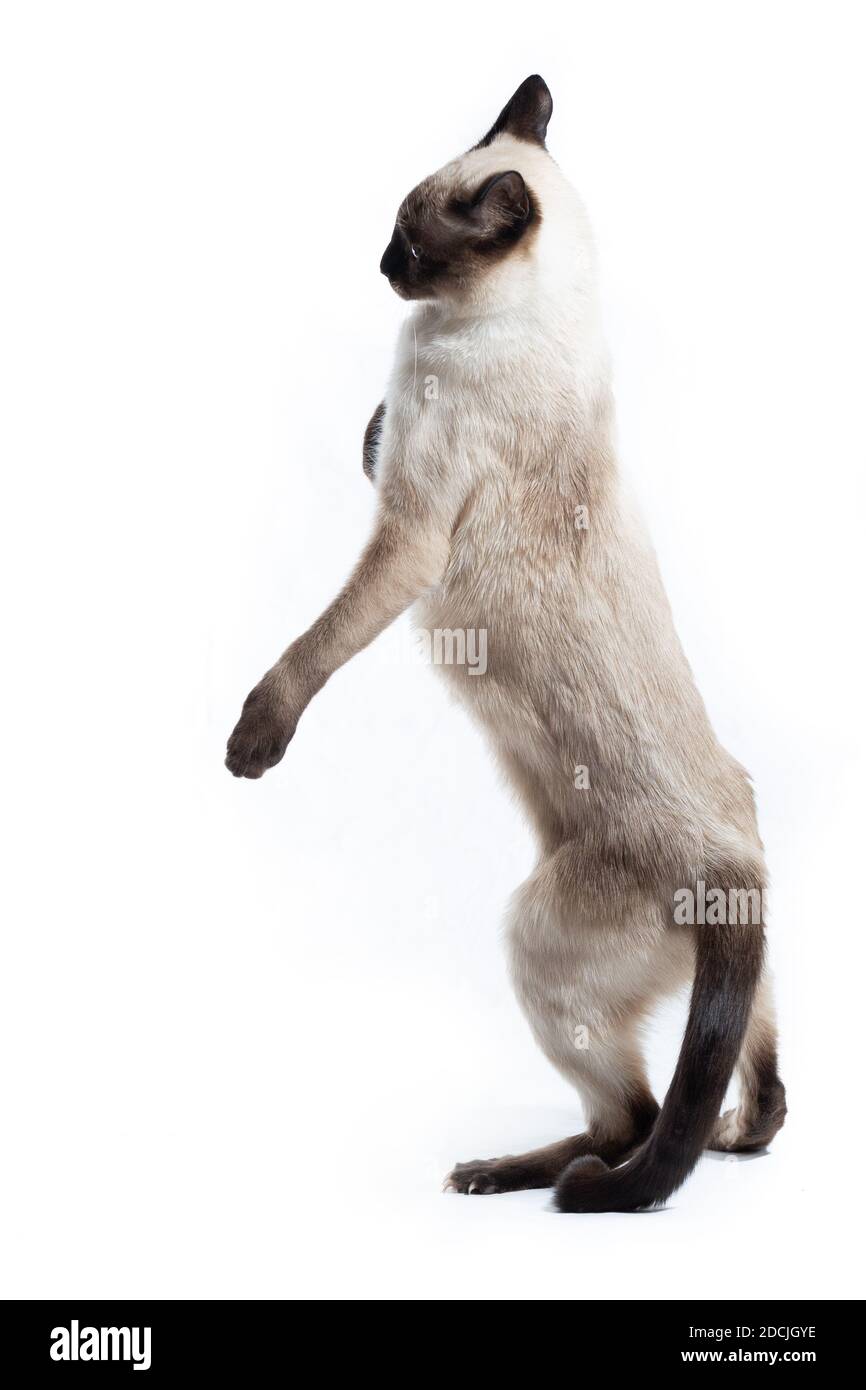 The cat stands on its hind legs on a white background Stock Photo Alamy
