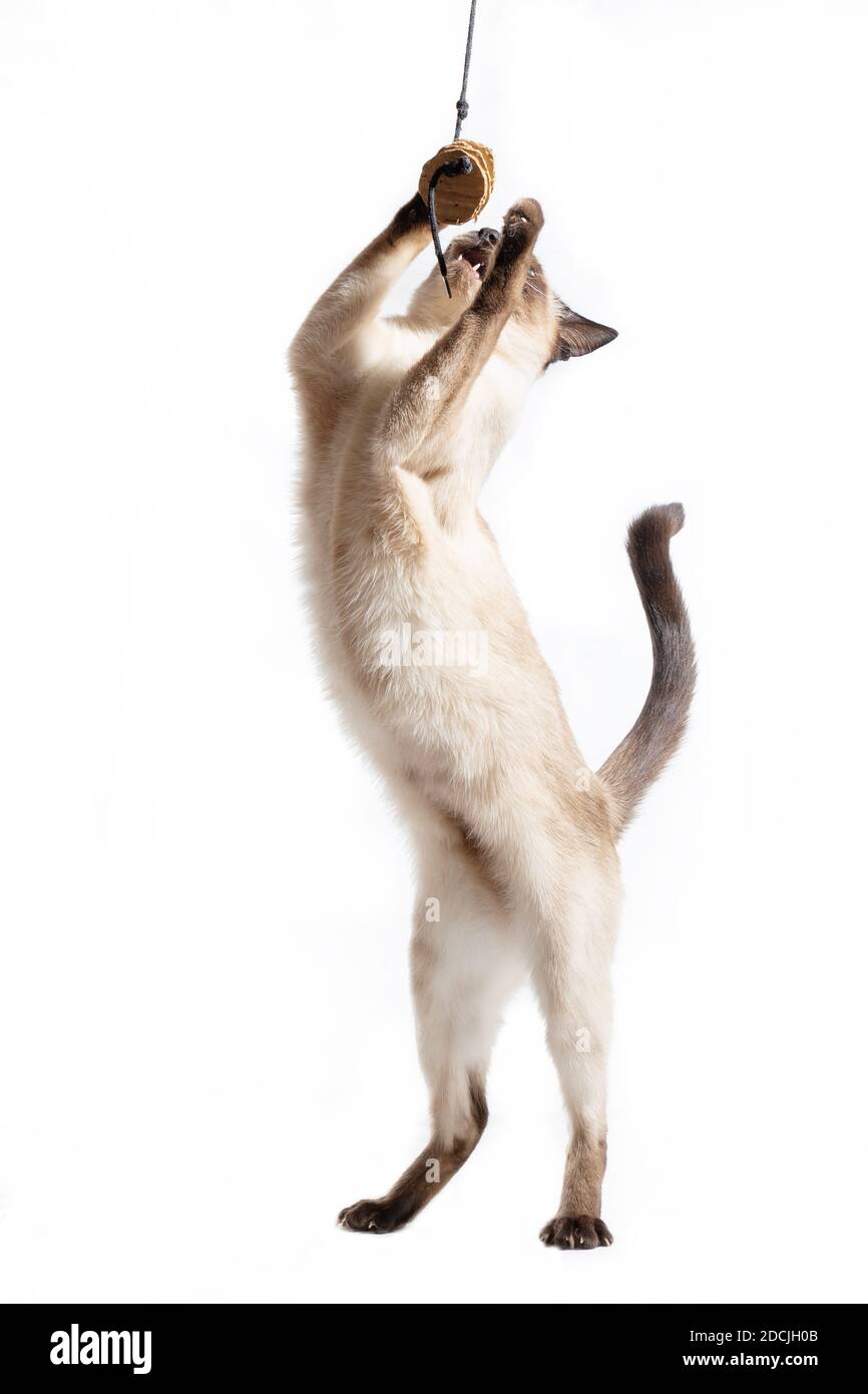 The cat stands on its hind legs on a white background Stock Photo Alamy