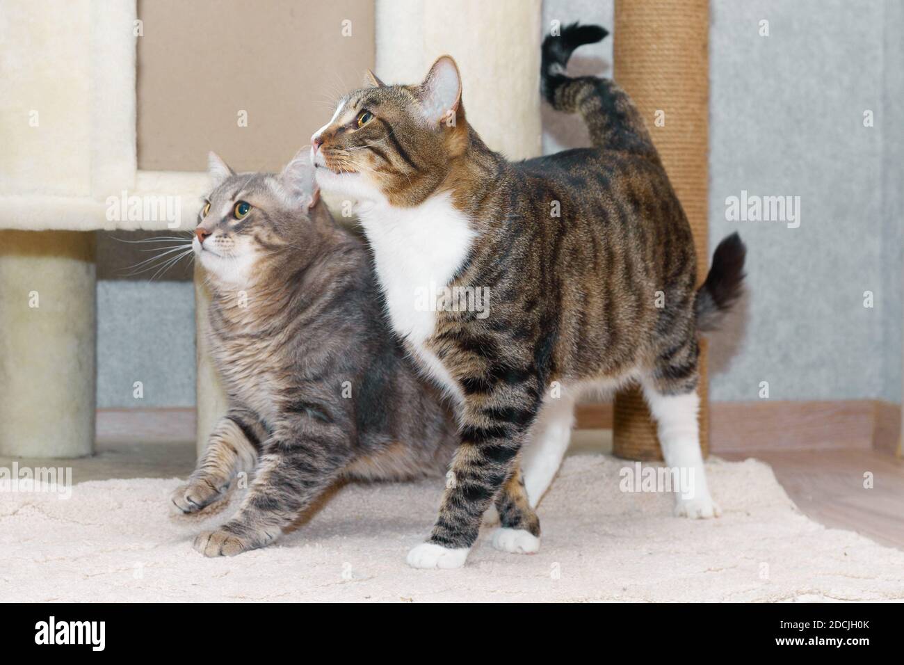 Two tabby mongrel cats play near the scratching post and the cat house Stock Photo Alamy