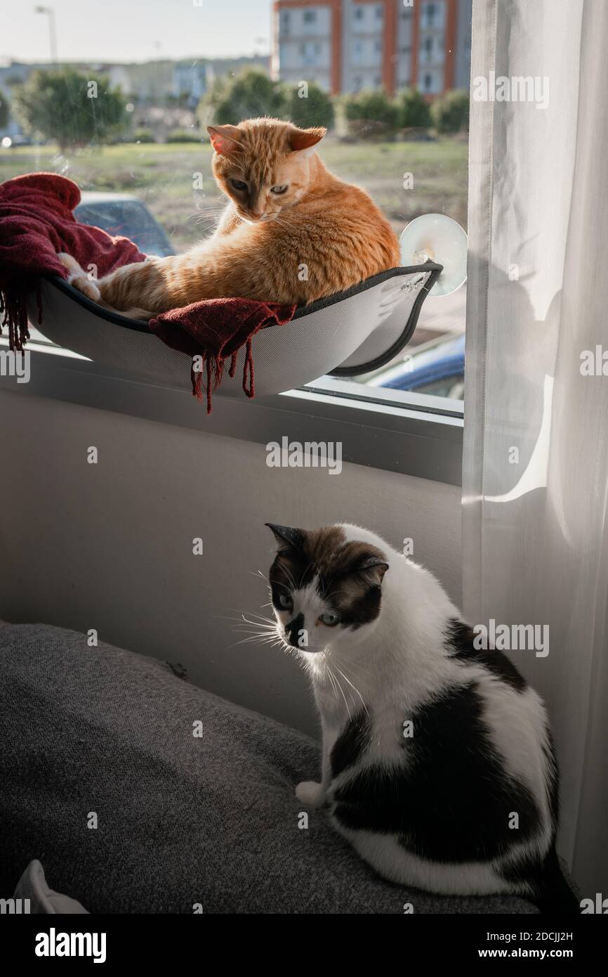 vertical composition. Two domestic cats interact by the window Stock Photo
