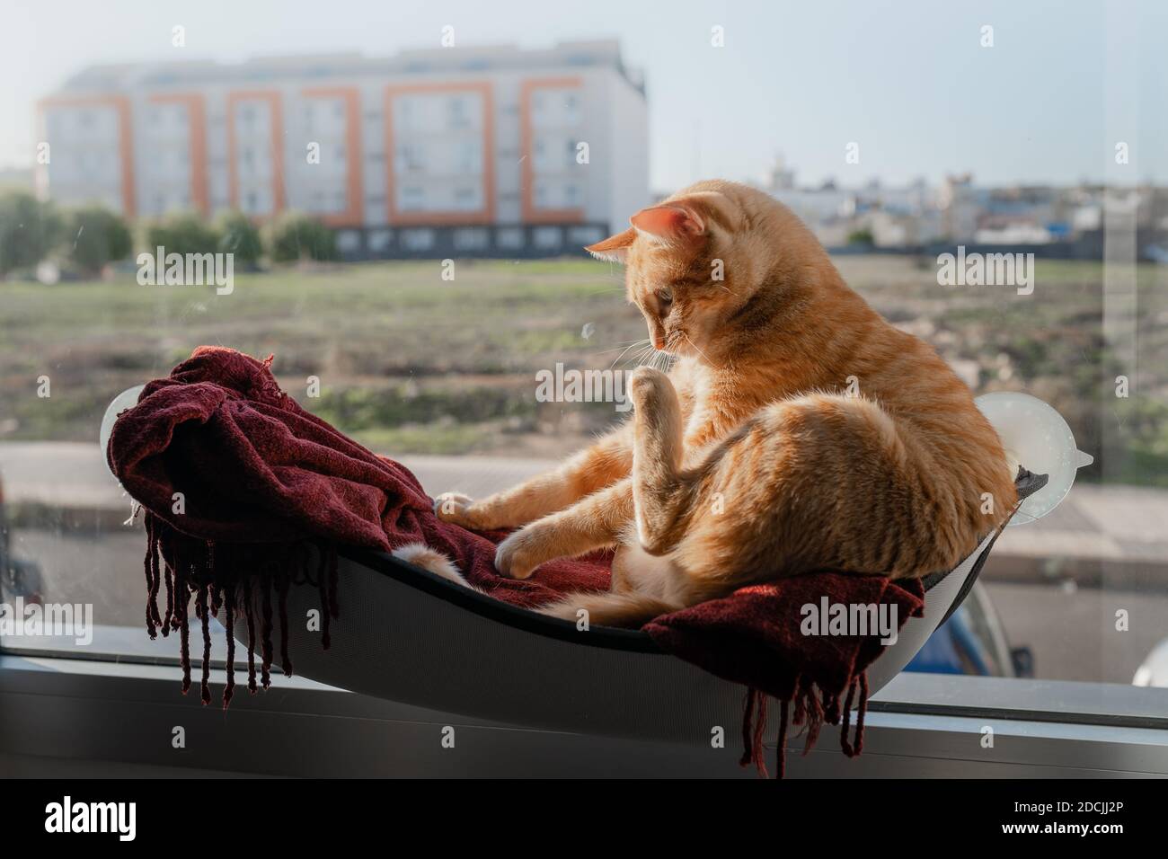 brown tabby cat sitting on a hammock by the window, licks its paw Stock ...