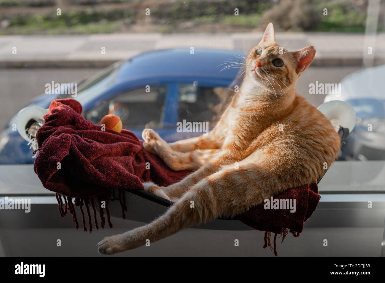 brown tabby cat with green eyes sitting on a hammock by the window ...