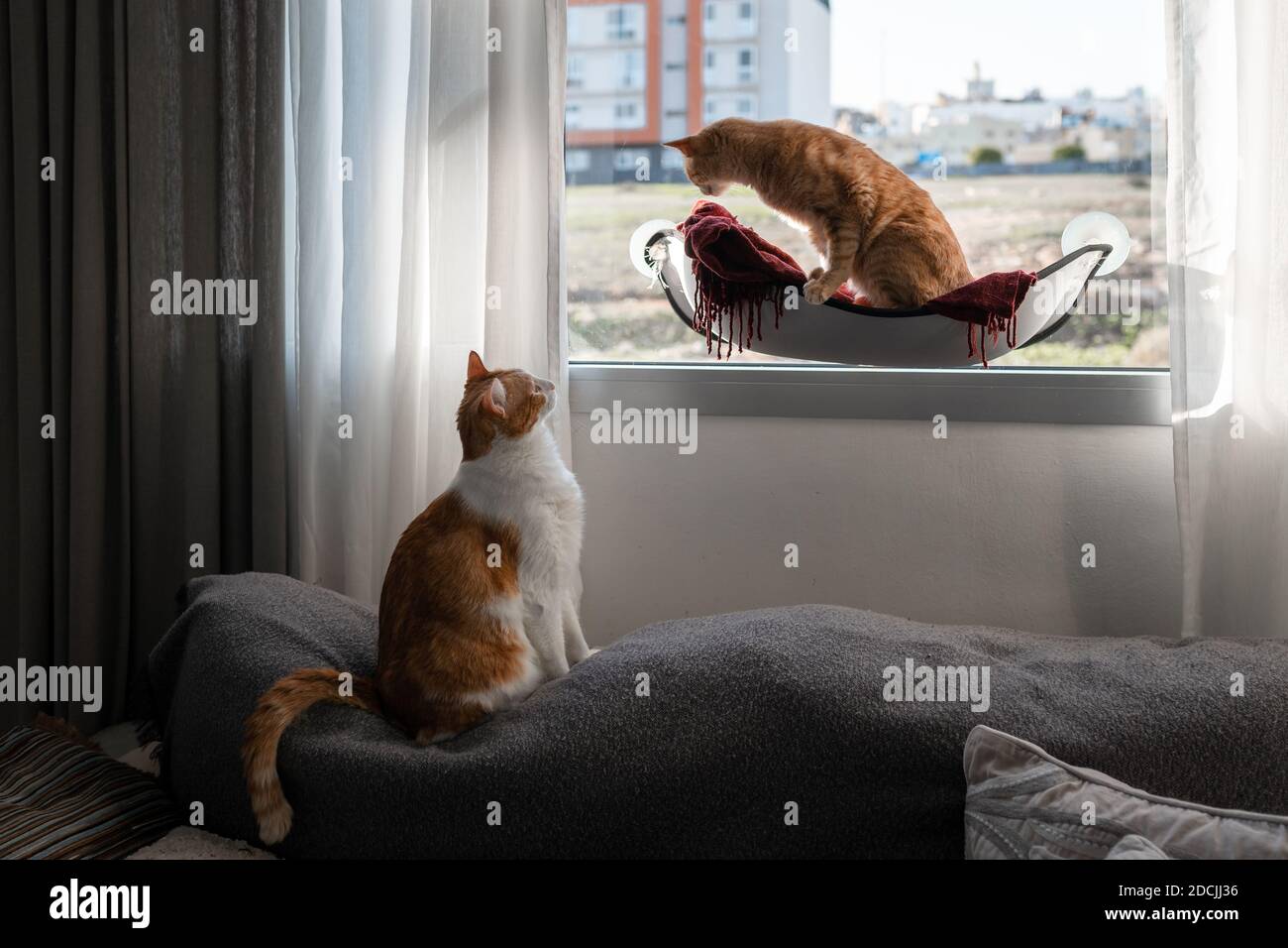a brown tabby cat sitting on a hammock by the window and a black and ...