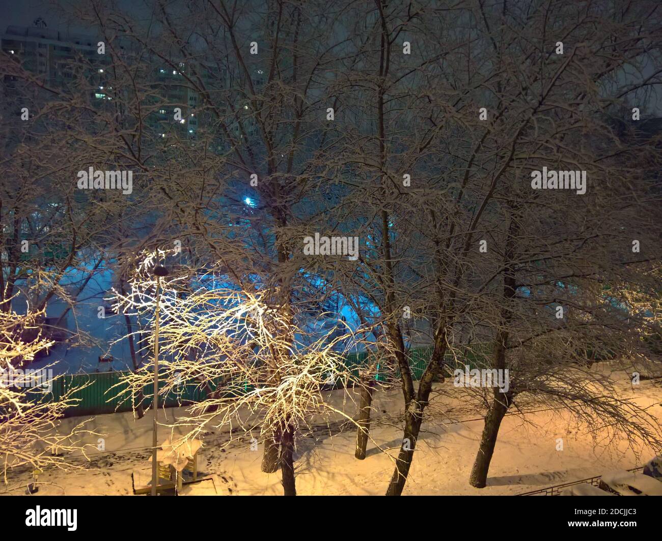 Night view of trees covered with the first snow, standing in the Moscow ...