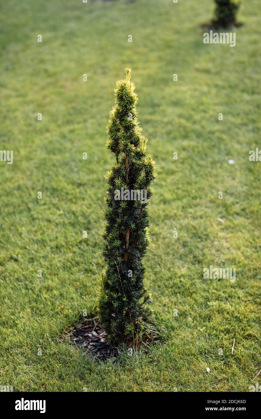 Canadian spruce, beautiful green. The use of Canadian fir in ornamental landscaping. Decorative coniferous evergreen tree. Stock Photo