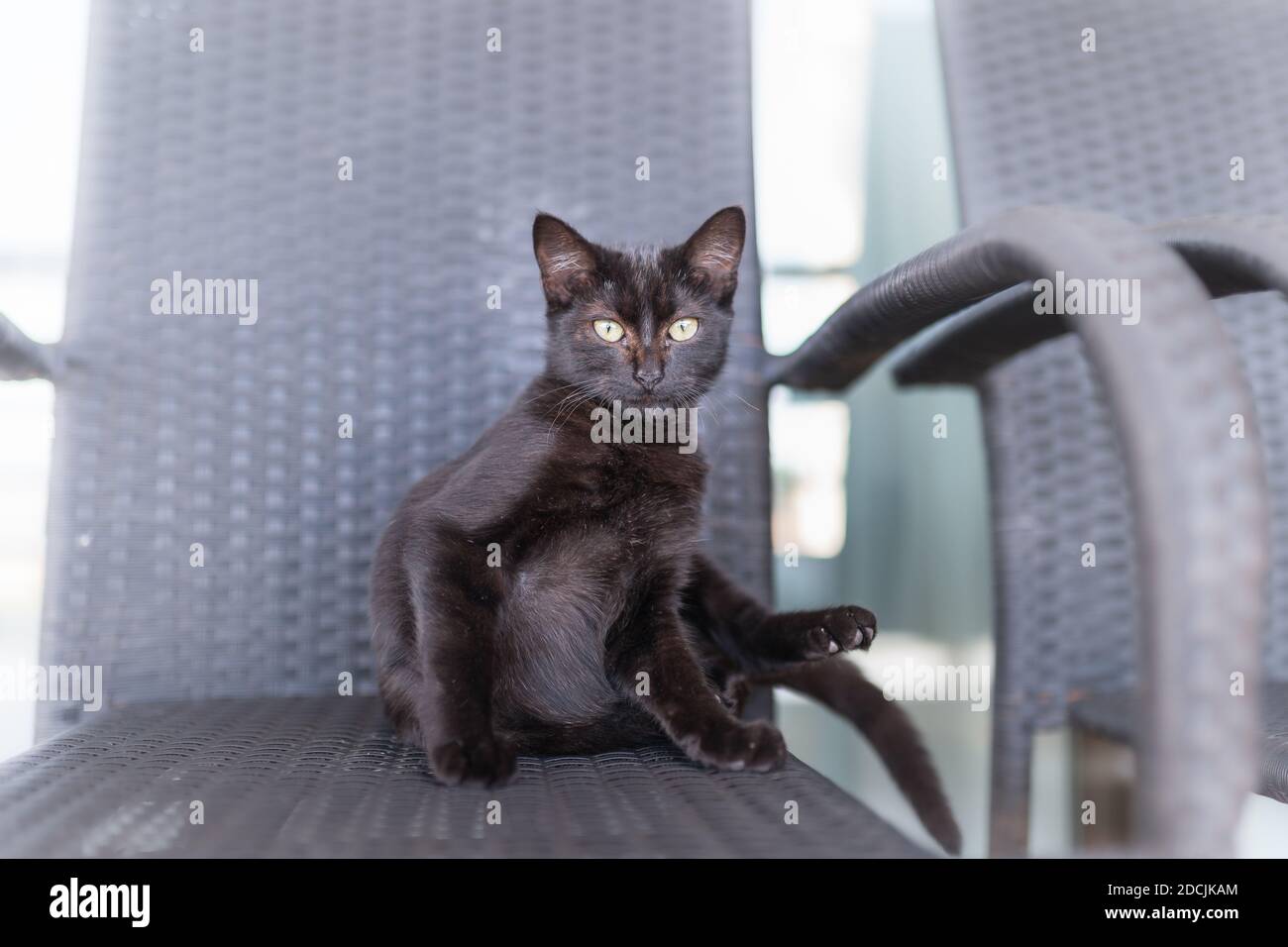 black cat with yellow eyes sitting on a chair, looks at the camera ...