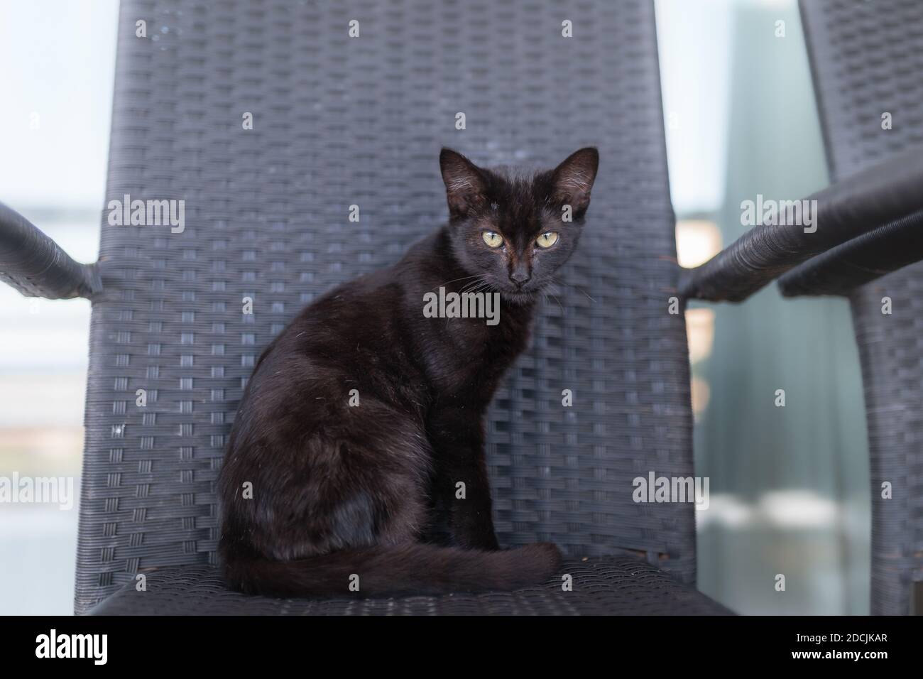 black cat with yellow eyes sitting on a chair, looks at the camera ...