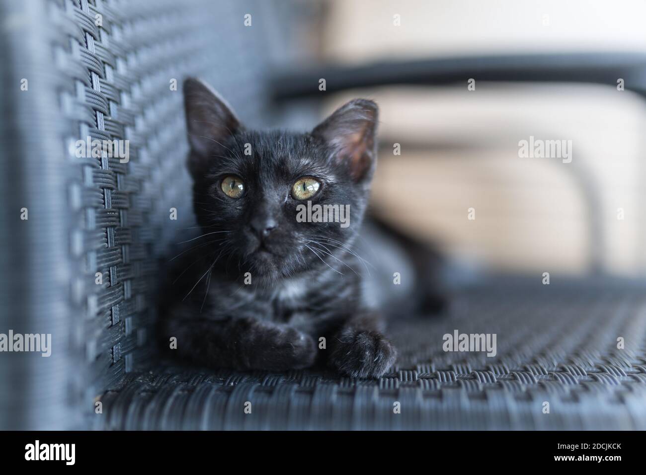 black cat with yellow eyes sitting on a chair, looks at the camera ...