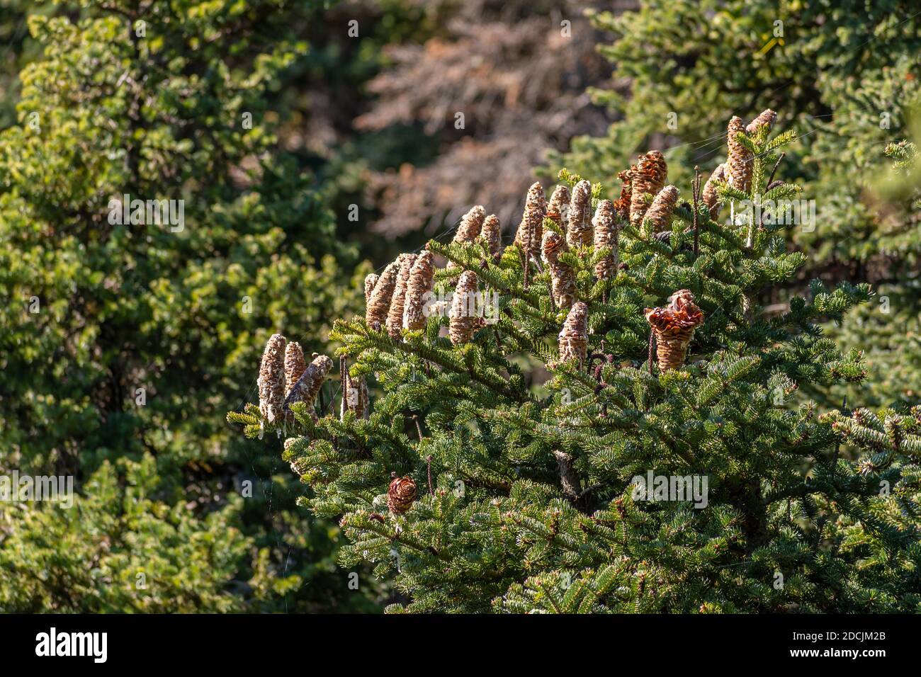 Cones of Greek fir (Abies cephalonica) at mountain Parnitha Stock Photo