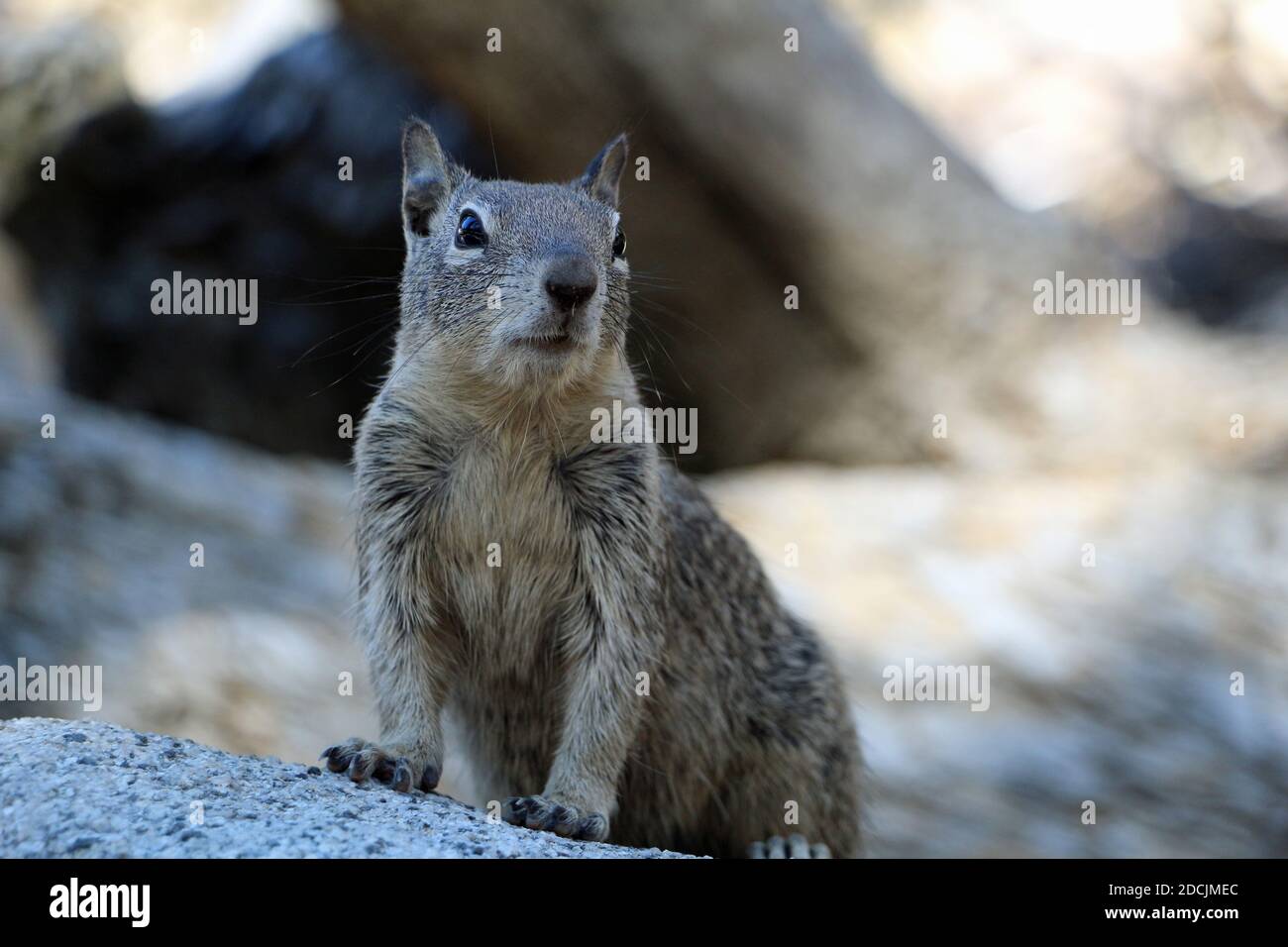 Squirrels in Yosemite National Park USA Stock Photo Alamy