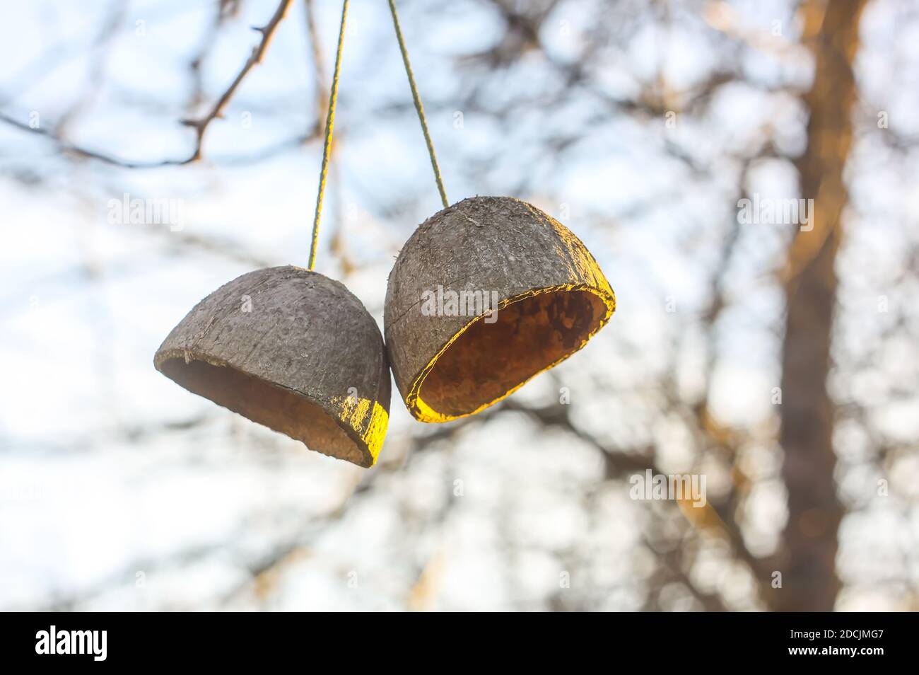 Coconut fruit shell hanging on a tree branch. Simple authentical decor in spring garden. Stock Photo