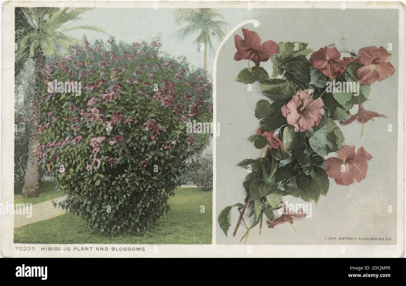 Hibiscus Plant and Bloosoms, Florida., still image, Postcards, 1898 - 1931 Stock Photo
