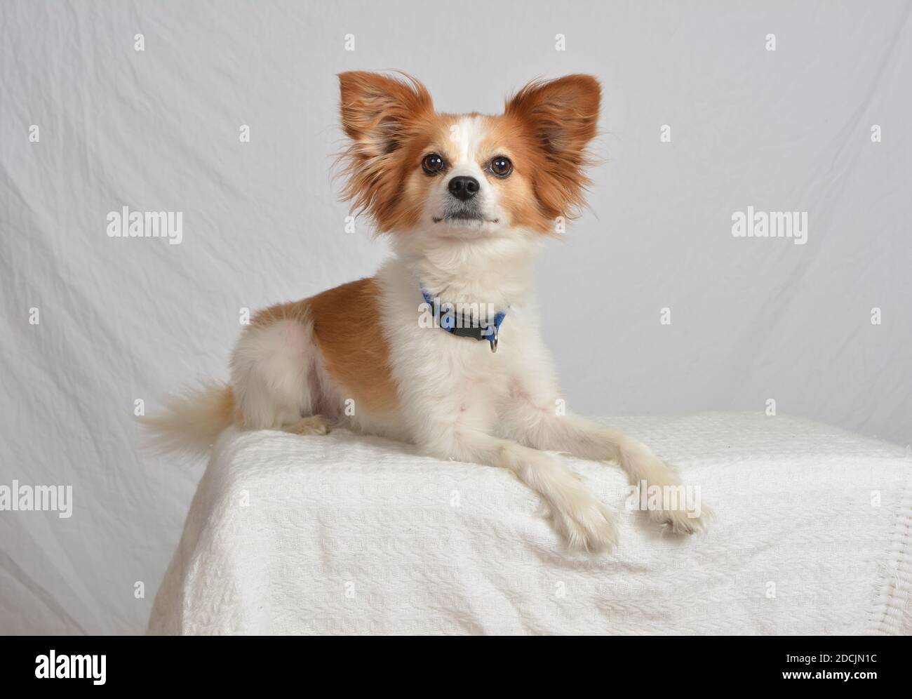 Brown and white dog hi-res stock photography and images - Alamy