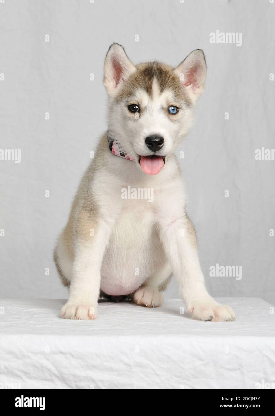 albino siberian husky