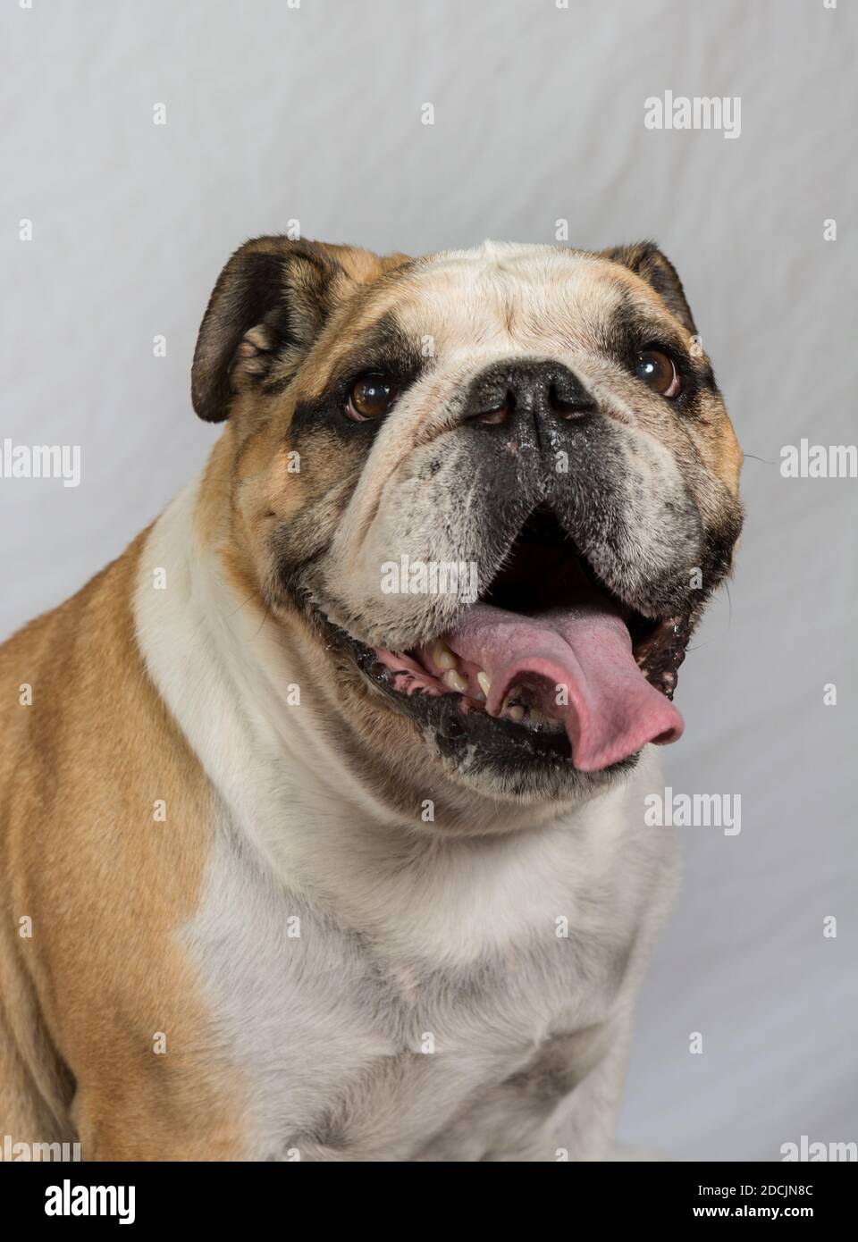English Bulldog, tongue out, smiling at the camera, on a white high key background Vertical Stock Photo