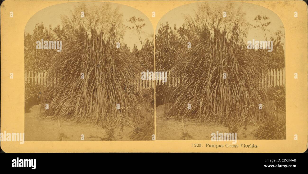Pamapas Grass, Florida., still image, Stereographs, 1850 - 1930, Littleton View Co Stock Photo