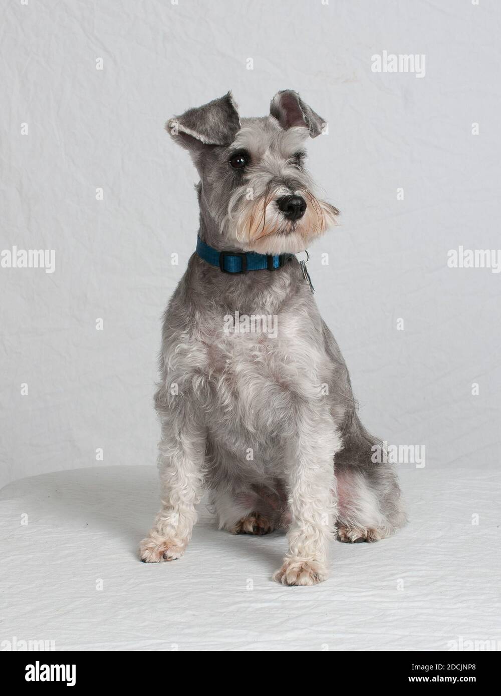 Grey schnauzer sale