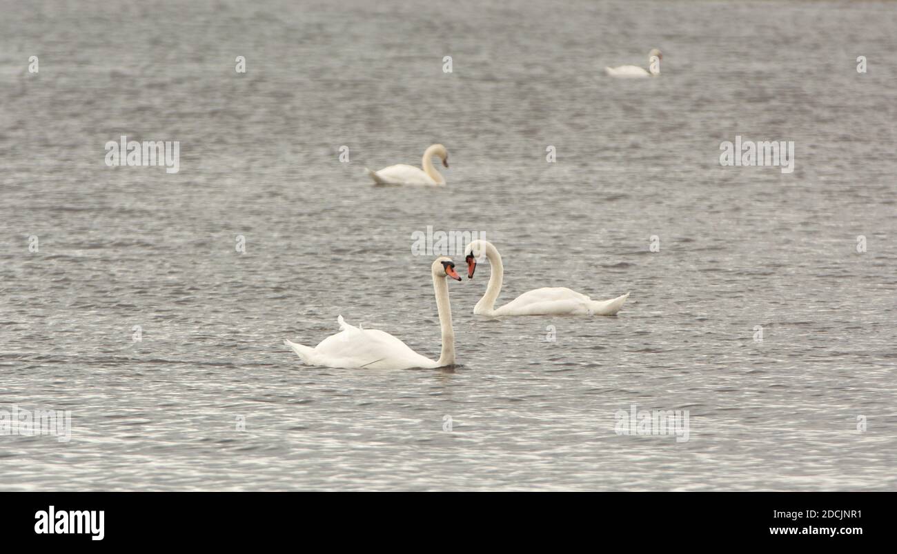 White Mute Swans swimming on Lake Ontario  with calm rippling water Stock Photo