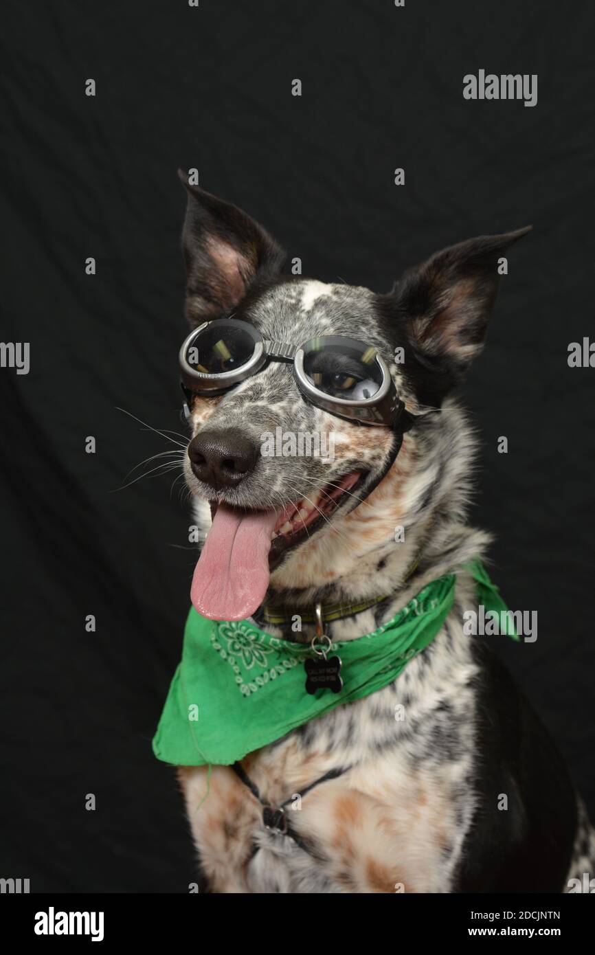 Australian Cattle Dog wearing steam punk glasses and a green bandana on a black studio background Stock Photo